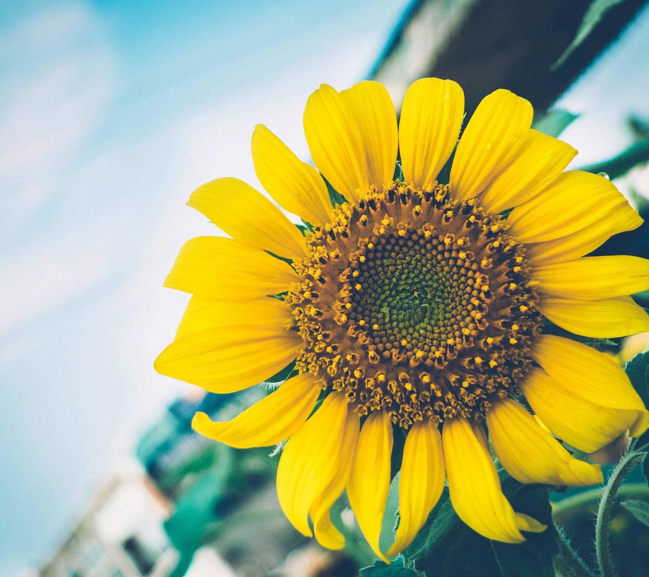 Nguyễn Quân Vương