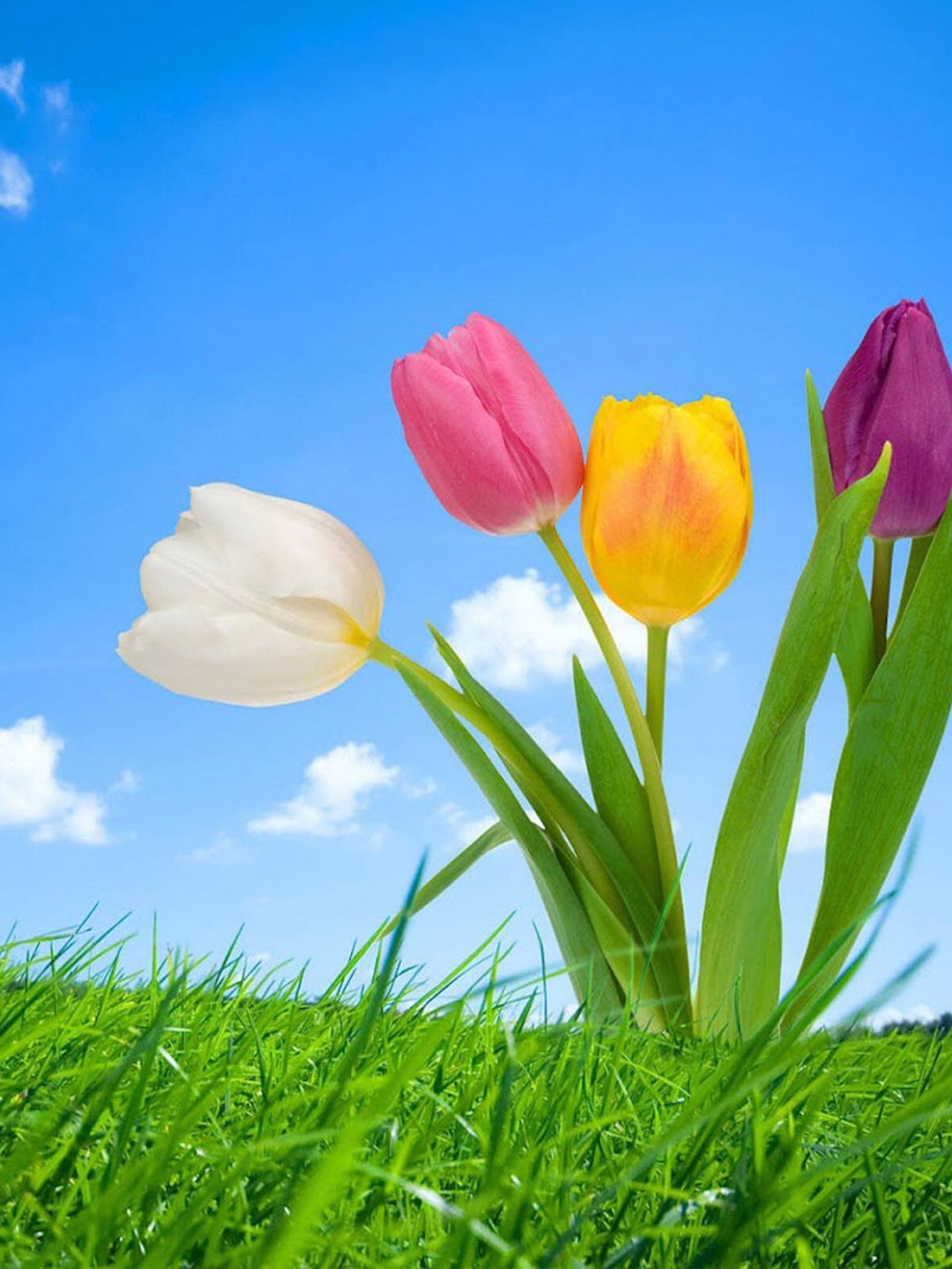 Nguyễn Ngọc Bích Trâm