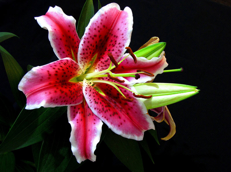 Nguyễn Thị Kiều Lý