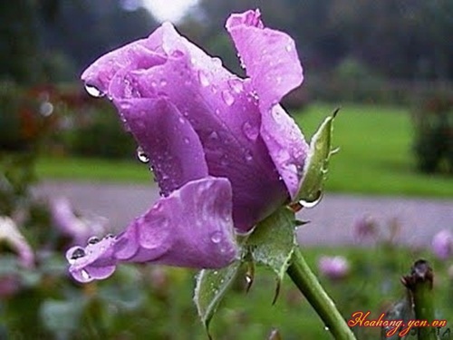 Võ Nguyễn Thanh Giang