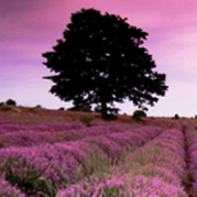 Phan Viết Hạnh Nhân