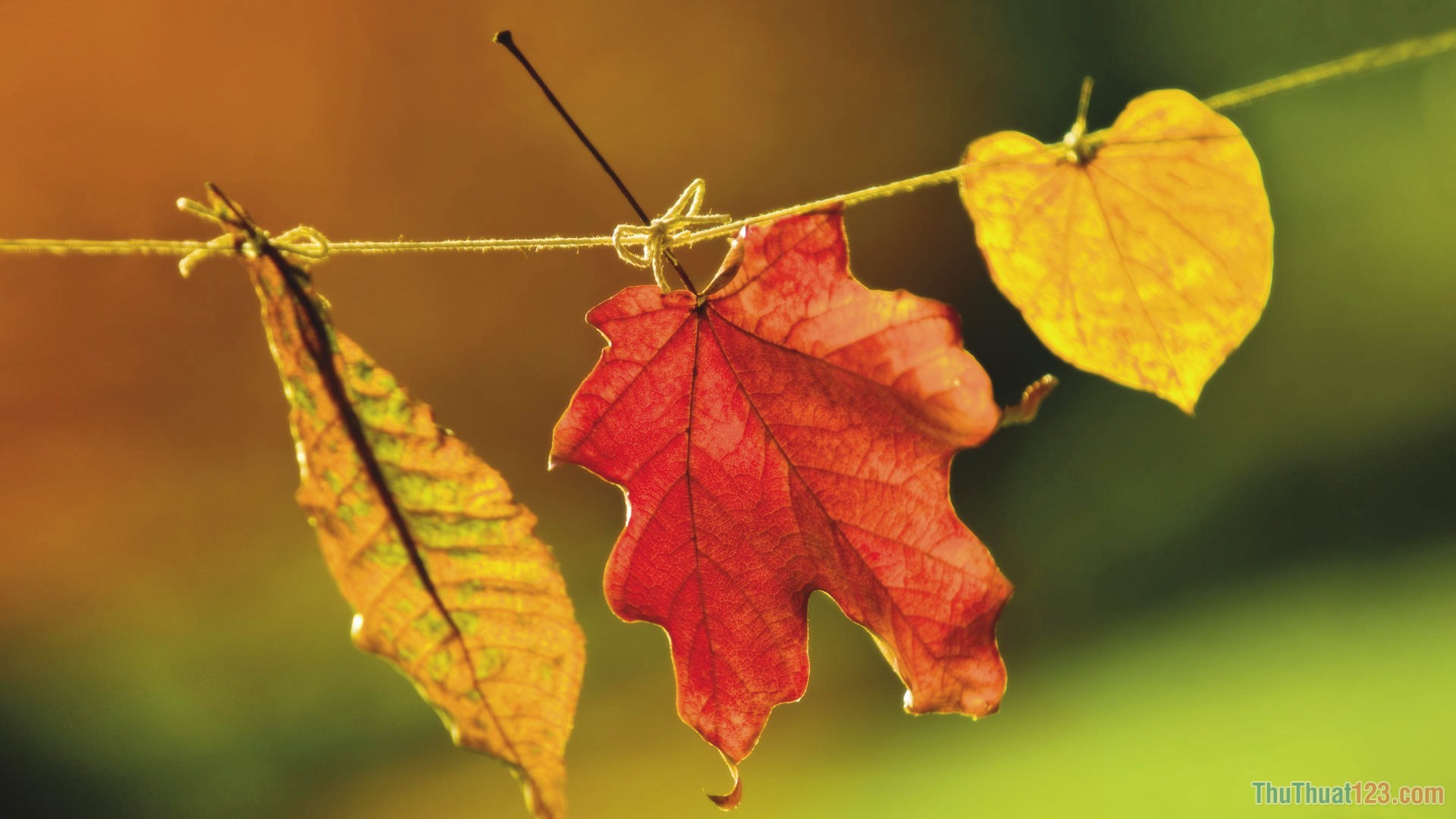 Phạm Thị Minh Thuyền