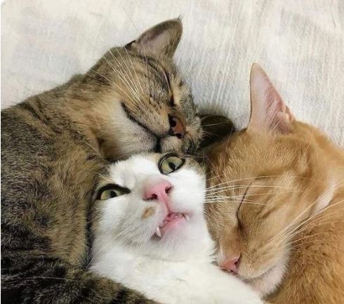 NGUYỄN THỊ HUỆ