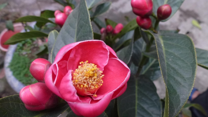 hoa_hải_đường_(camellia_amplexicaulis)