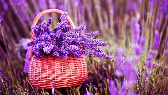 hoa-lavender-4-