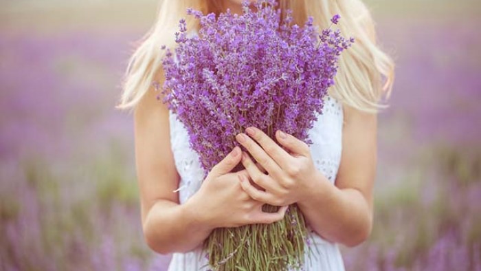 hoa-lavender-
