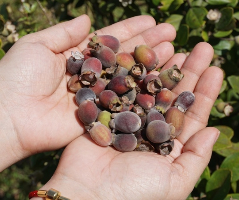 Một thoáng thu quê