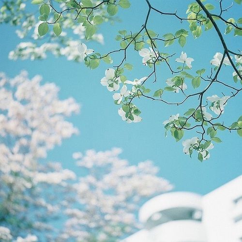 Nhân Sinh Như Mộng