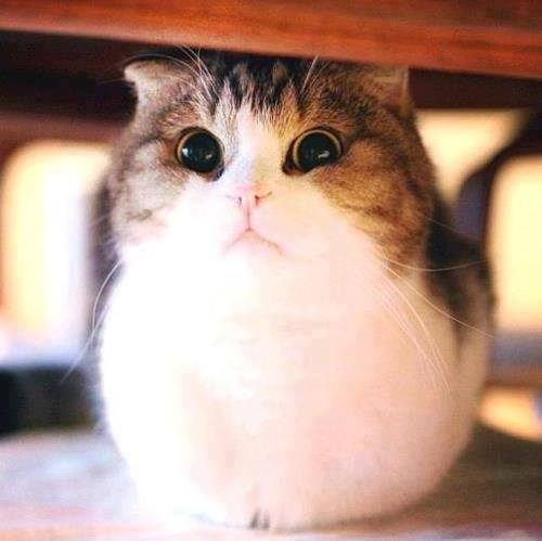 Trần Nhựt Trường