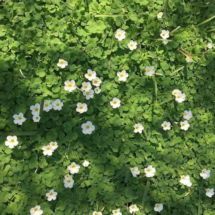 Narcissus
