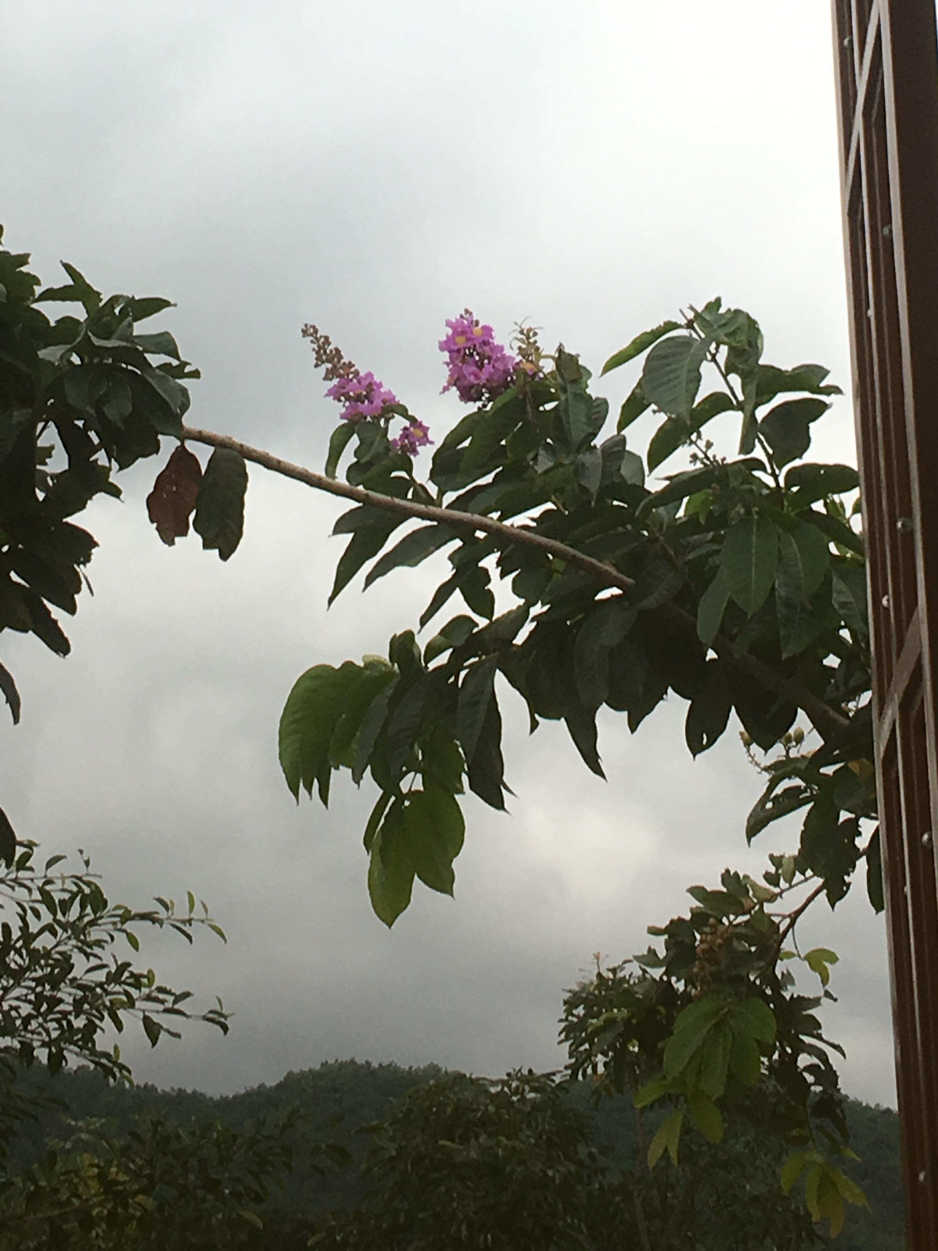 Sắc màu Trang Linh