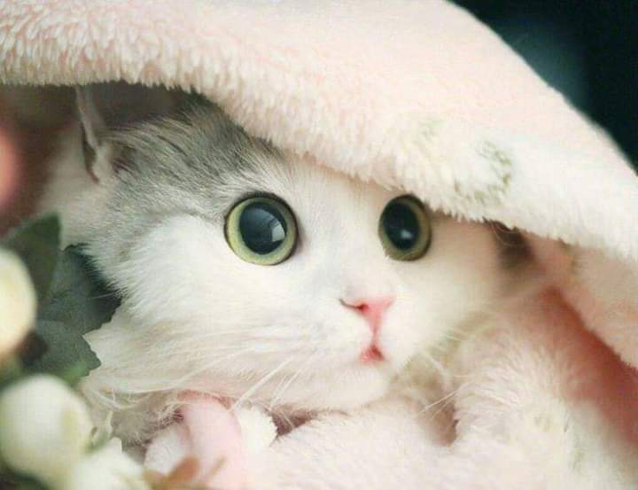 Mộc Mộc (Yểng)