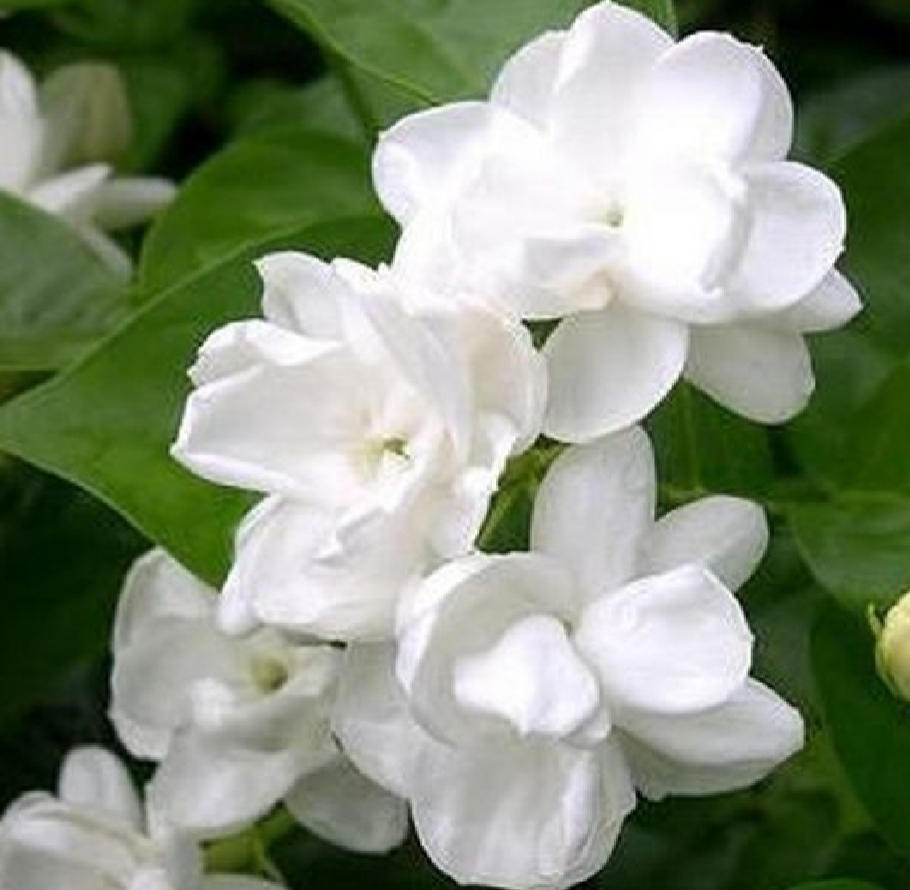 Hoa Lài