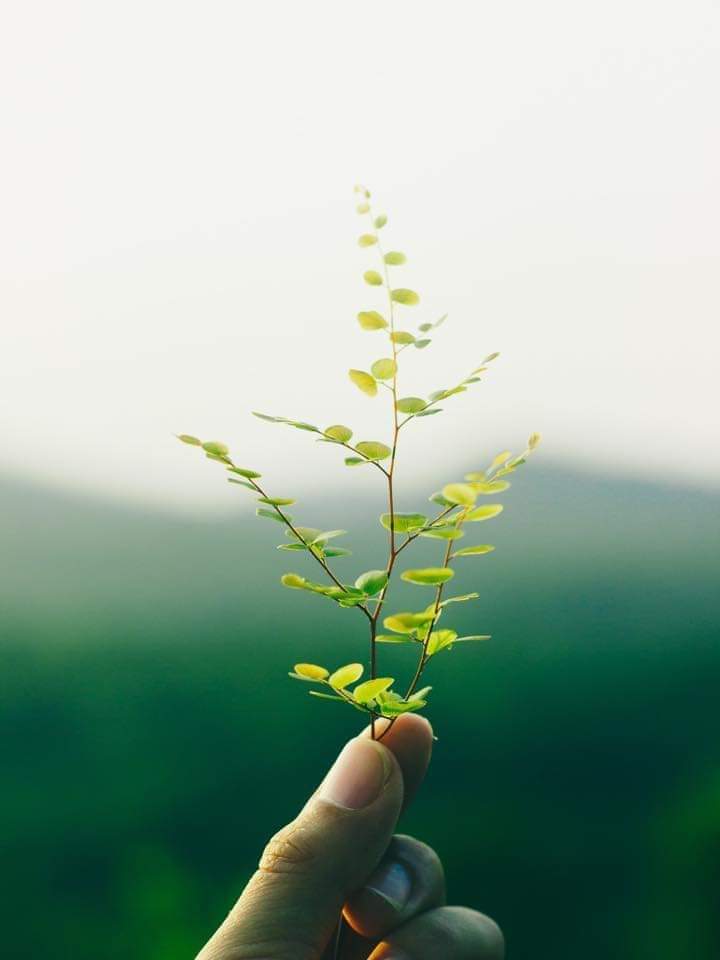 Mộc Nhi