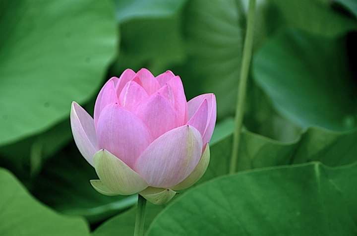 Hạt bụi