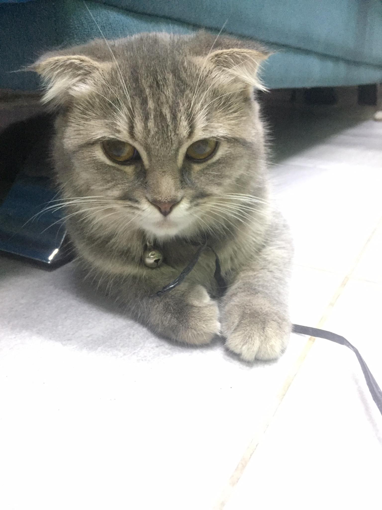 Hạ Ca