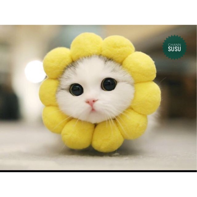 Mèo Miu