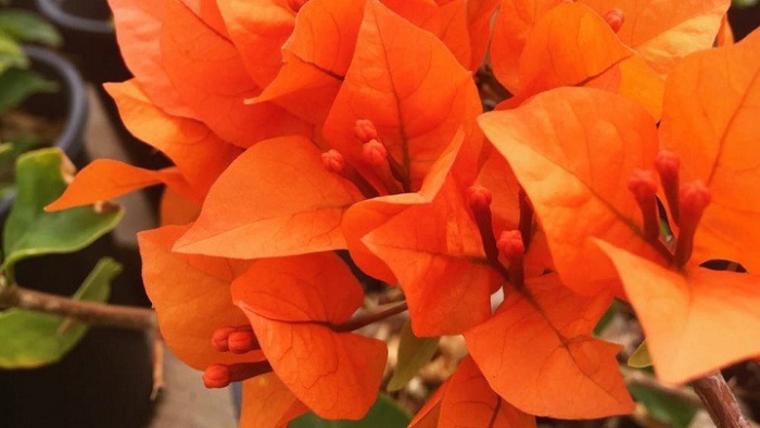 Cây hoa giấy màu cam ba trồng