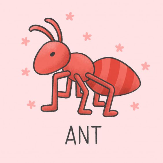 Ant