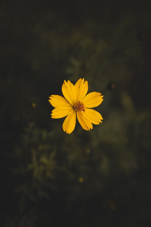 Nắng mơ màng 