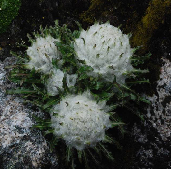 Thiên Sơn Tuyết Liên