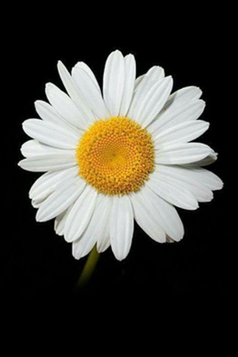 Con Điên Bất Tử