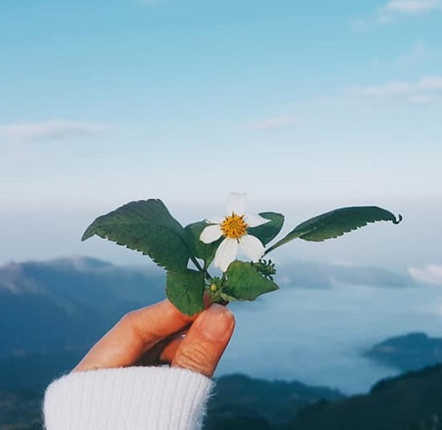 Mộc