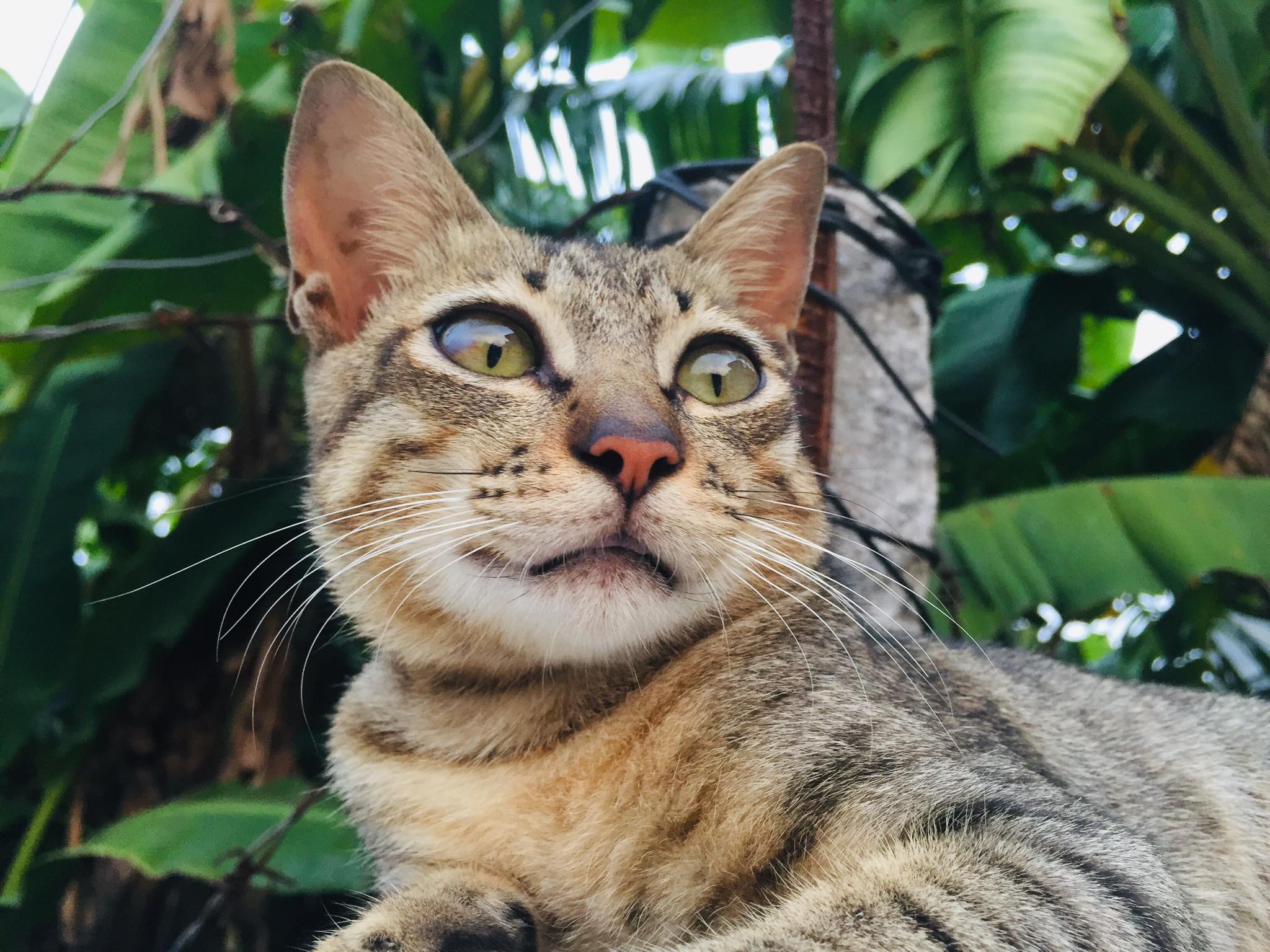 Bánh Quy Sữa