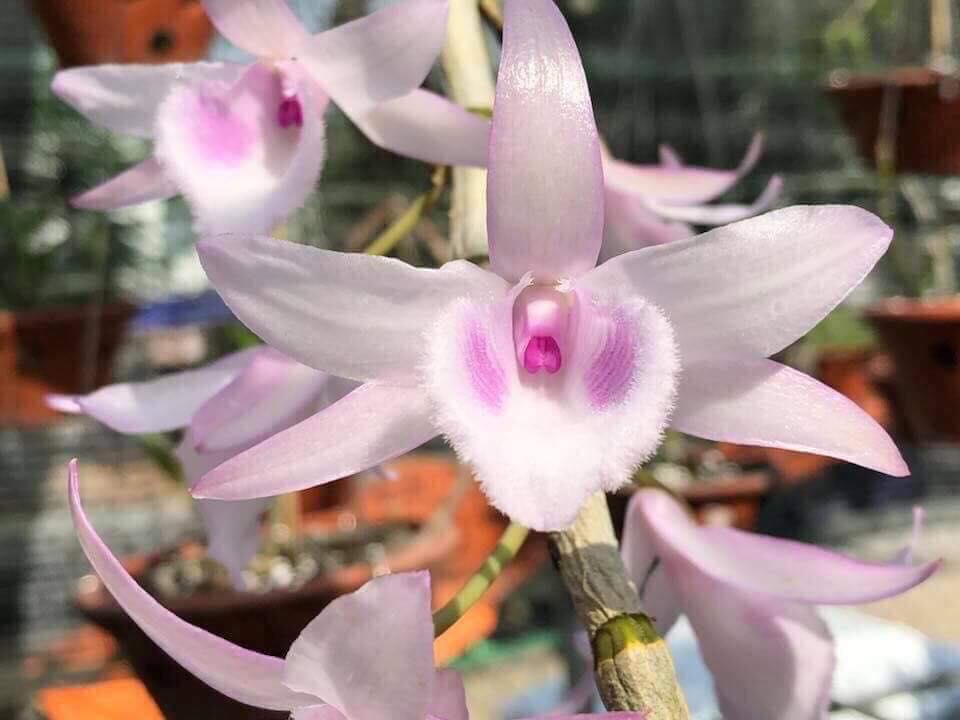 Người kể truyện