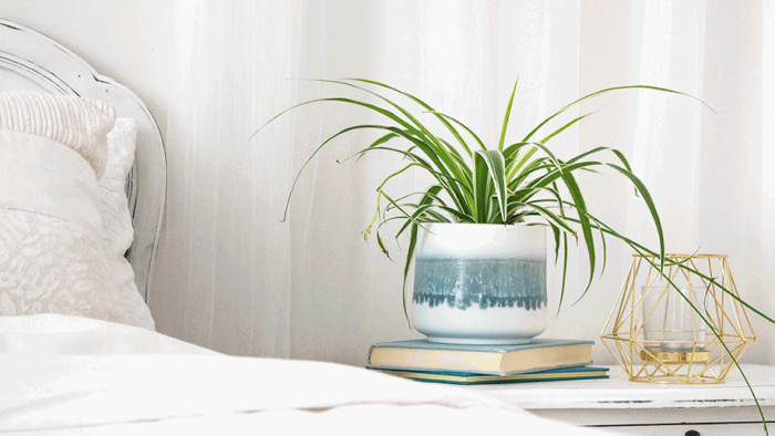 7 loại cây cảnh nên đặt trong phòng ngủ vừa tốt cho sức khỏe vừa hợp phong thủy