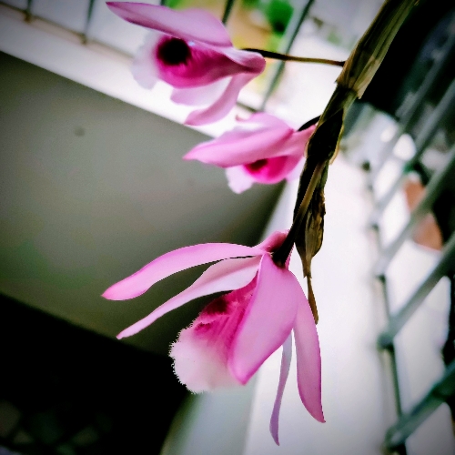 Như Nguyệt