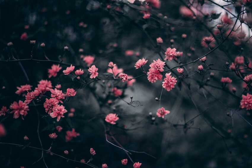 VIOLET ROSE