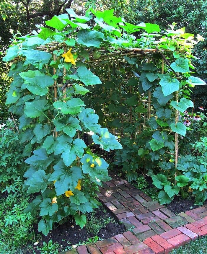 An nhiên như nước 