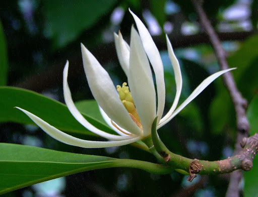 Hoa Ngoc Lan