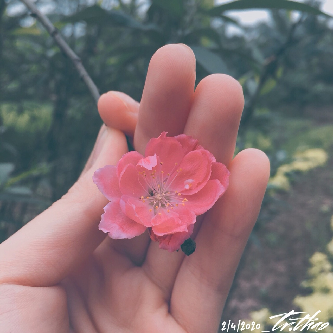 Trương Phương Thảo