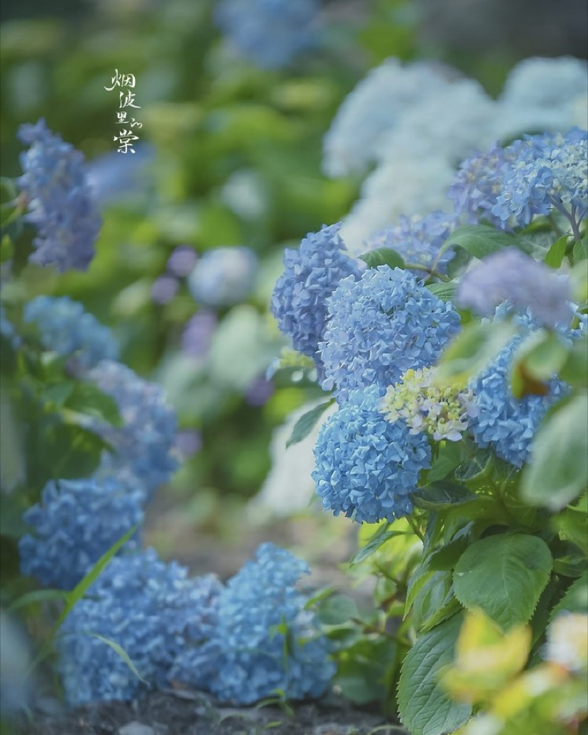 Hydrangea