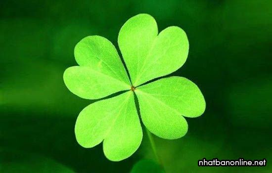 Trịnh Thị Minh Quý