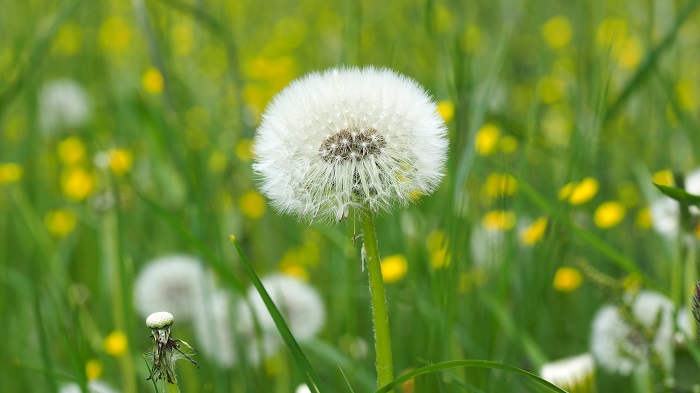 Dandelion