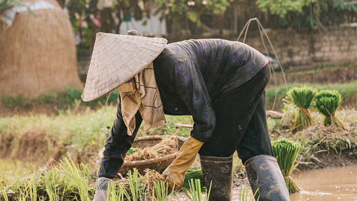 Ngày mưa nhớ mẹ