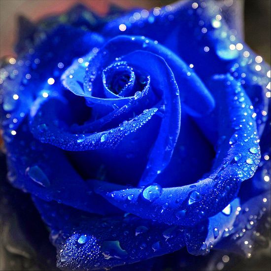Blue Rose