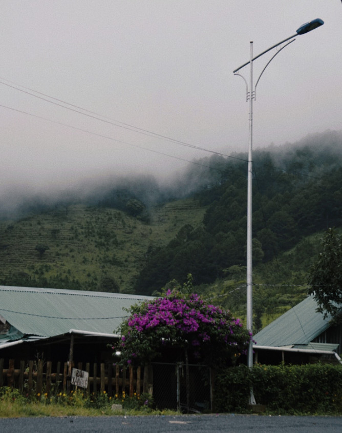 Cáo Nâu Đuôi Trắng