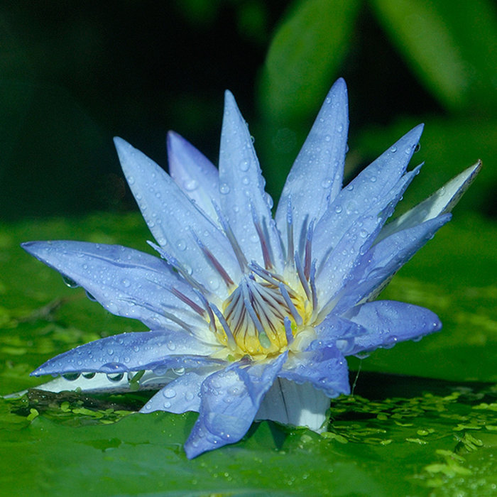Phương Mộc Lan 