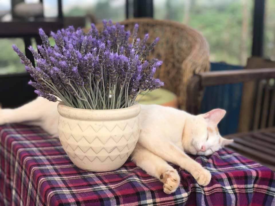  Người gieo mầm hạnh phúc