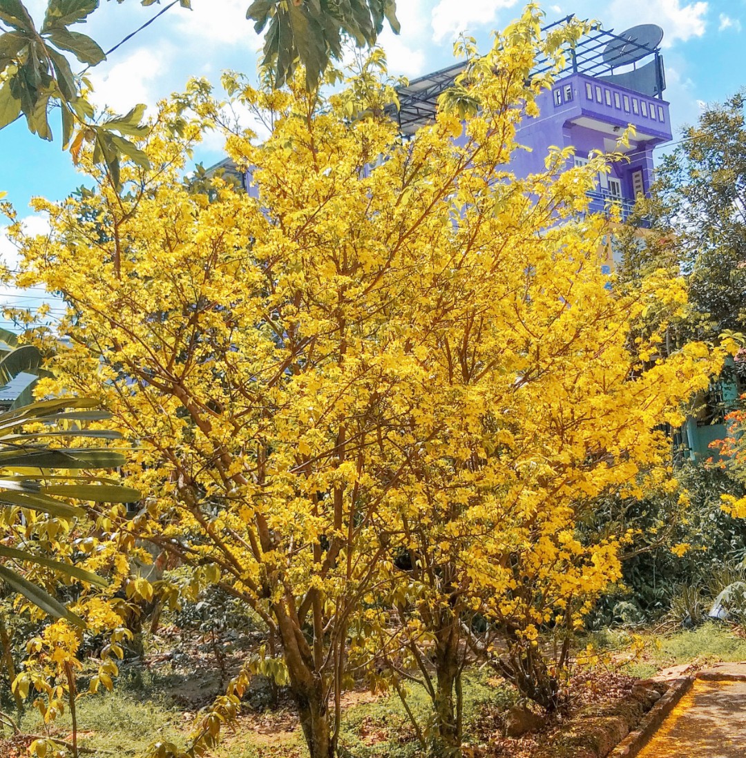 Leen Trần