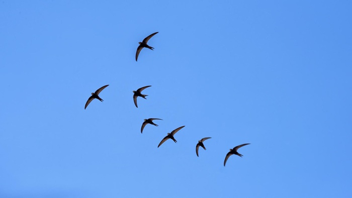 Tại sao chim di cư không ở luôn phương Nam mà phải bay về phương Bắc khi hết mùa lạnh?