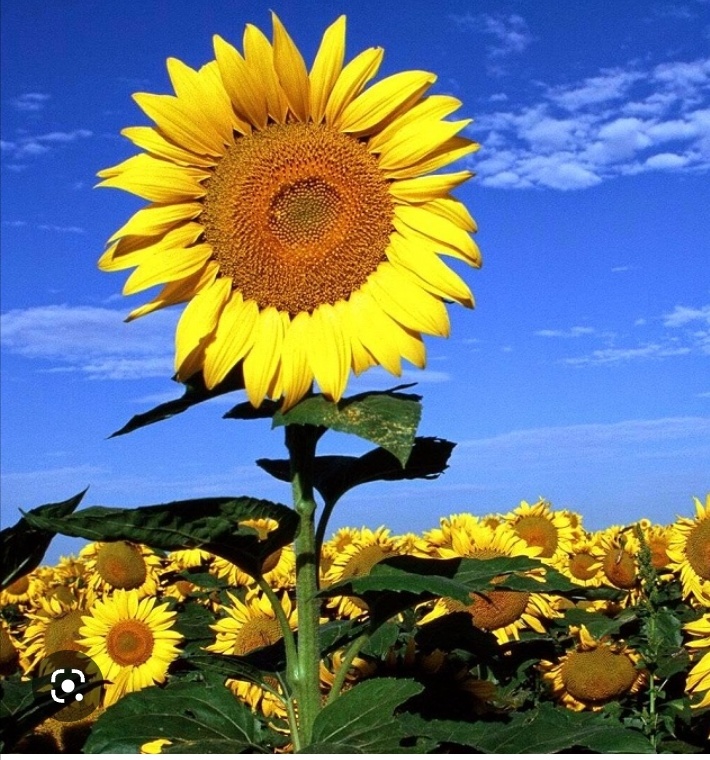 Hướng dương ngược nắng