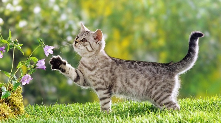 4 con giáp vượng tài, đón một cái Tết ấm no tháng 1/2023