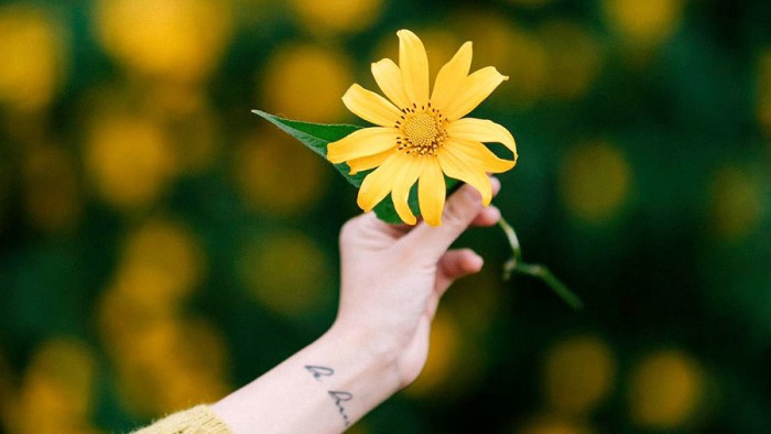 Hẹn gặp cậu ngày nhân duyên nở hoa