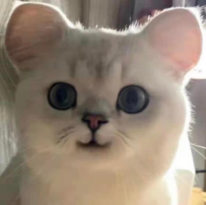 Meow