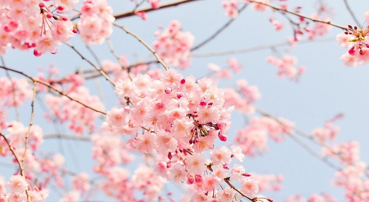 Loài hoa may mắn cho 12 cung hoàng đạo 2023